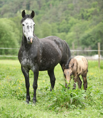 Obraz na płótnie Canvas Beautiful mare with foal