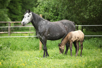Fototapeta na wymiar Beautiful mare with foal