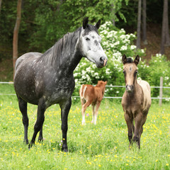 Naklejka na ściany i meble Beautiful mare with foal