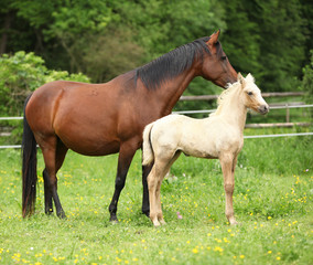 Beautiful mare with foal