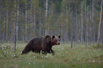 Obraz premium Brown bear walking with forest background. Male brown bear. Brown bear in forest.