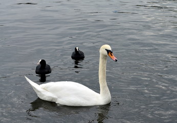 Swan and ducks swimming on a river