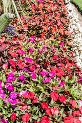 Red Purple and Pink Pansies