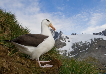 Black browed albatross standing in the nest with rocks and blue sky in the background, South Sandwich Islands, Antarctica