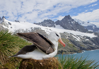 Fototapeta premium Black browed albatross sitting in the nest with open wings, rocks and blue cloudy sky in the background, South Sandwich Islands, Antarctica