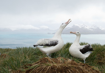 Pair of wandering albatrosses on the nest, socializing, with snowy mountains and light blue ocean in the background, South Georgia Island, Antarctica