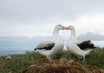 Pair of wandering albatrosses on the nest, socializing, with snowy mountains and light blue ocean in the background, South Georgia Island, Antarctica