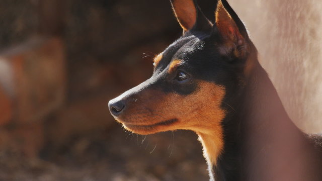 Small dog looking into the distance, the camera. Breed Miniature Pinscher