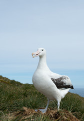 Wandering albatross on the nest with clean blue background, South Georgia Island, Antarctica