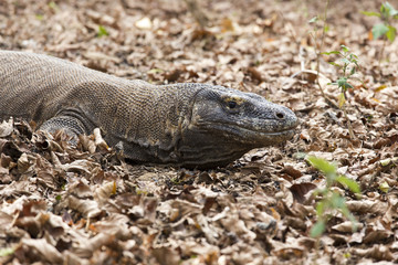 Fototapeta premium Komodo Dragon, the largest lizard in the world