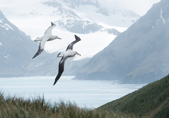 Pair of wandering albatrosses flying above grassy hill,  with snowy mountains and light blue ocean in the background, South Georgia Island, Antarctica