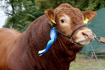 Close-up of a very nice young award winner cow