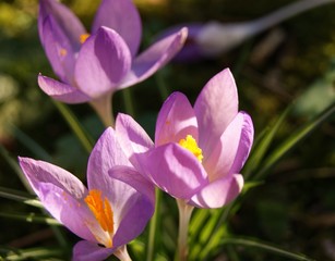 A close-up image of colourful Spring Crocus flowers.