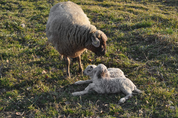 Sheep and lamb mammal