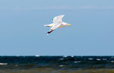 Seagull over the sea