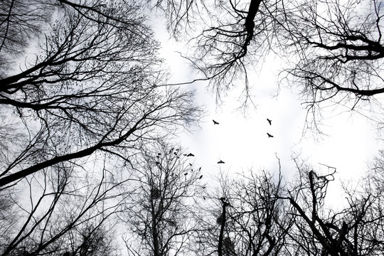 Fototapeta dark silhouette of trees