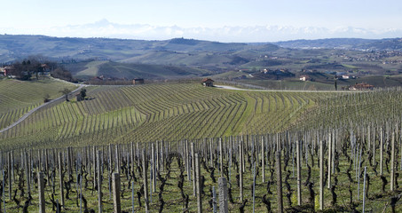 Vineyards of the Langhe hills, Italy