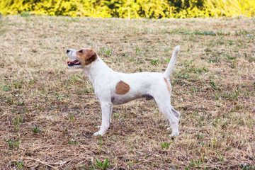 Parson Russell Terrier close up portrait