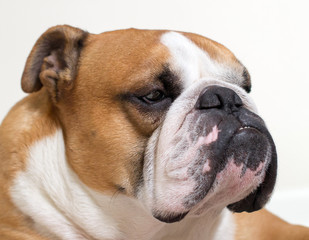 Fototapeta premium Calm and serious English bulldog close-up