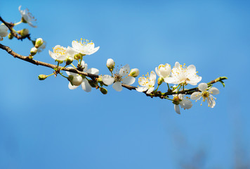 beautiful  spring blossoming tree