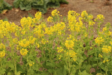 黄色い菜の花