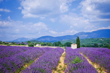 Obraz na płótnie Canvas Lavanda fields. Provence