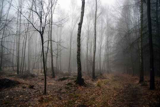 Fototapeta Morning fog in forest