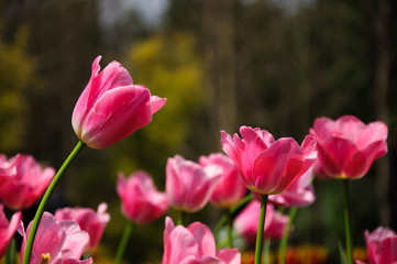 The beautiful blooming tulips in garden 