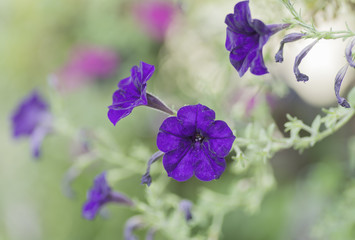 Beautiful purple flowers bloom on blurred background