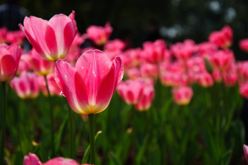 Obraz na płótnie Canvas The beautiful blooming tulips in garden