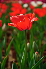 The beautiful blooming tulips in garden