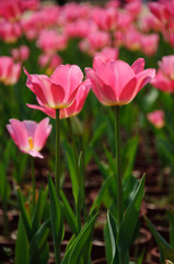 The beautiful blooming tulips in garden