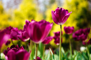 The beautiful blooming tulips in garden