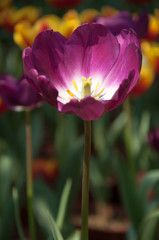 The beautiful blooming tulips in garden