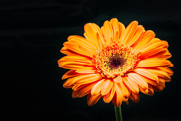 Gerbera, close-up, macro.