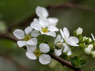 雪のように白い雪柳