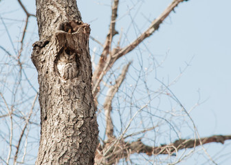  eastern screech owl