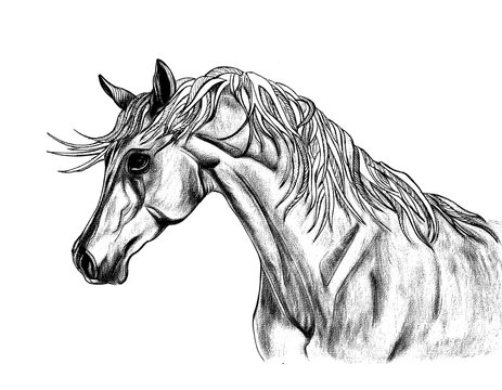 Beautiful  horse illustration with creative unusual mane. Hand D
