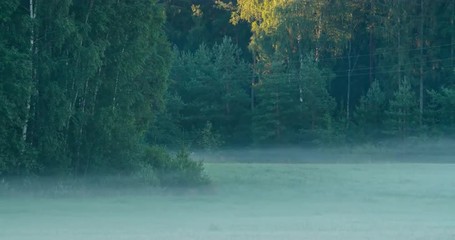 Time lapse of morning fog flowing on a field in front of a forest