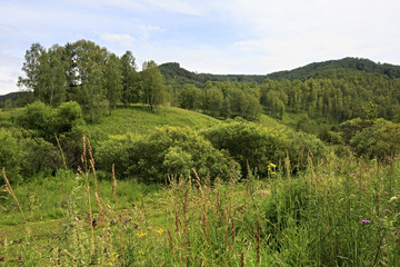 Green forest on hills of Altai Krai.