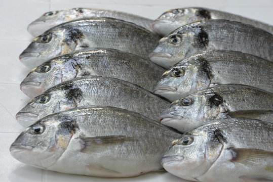 sea bream 4