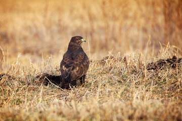 common buzzard in grass