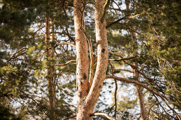 Fototapeta na wymiar Pine tree close-up.