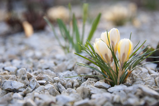 Krokus im Kiesbeet