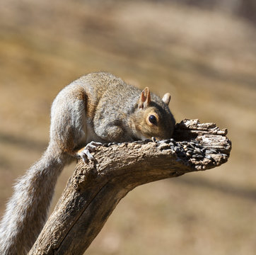 Seed snorter