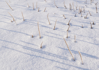 Winter nature background.  Dry plants in snow covered with ice crystals.