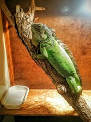 Green iguana on a branch in a terrarium