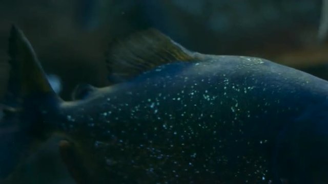 Piranha Swims in the Aquarium
