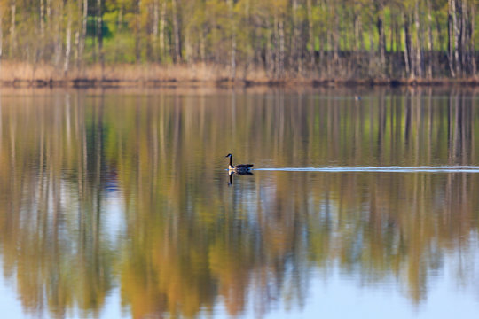 Canada goose in the lake