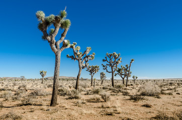 Group of Joshua Trees in Open Desert